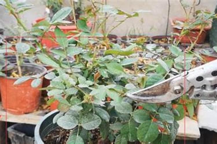 盆栽欧月玫瑰怎么养 玫瑰月季怎么养