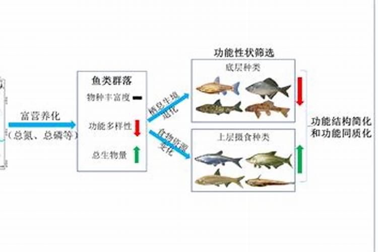 用什么化肥养鱼
