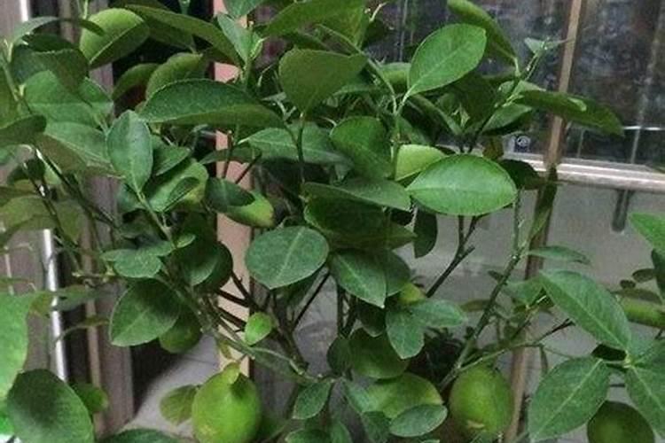 柠檬挂果后需要施什么肥