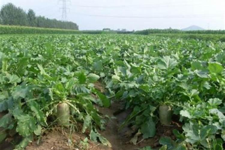 萝卜膨大期施什么肥