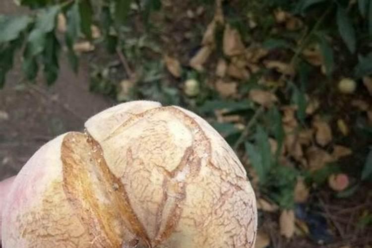 桃子没熟为什么就裂了 防治方法有哪些