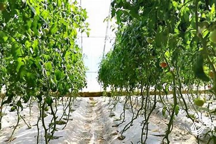 番茄膨果叶面肥效果最好的是哪种