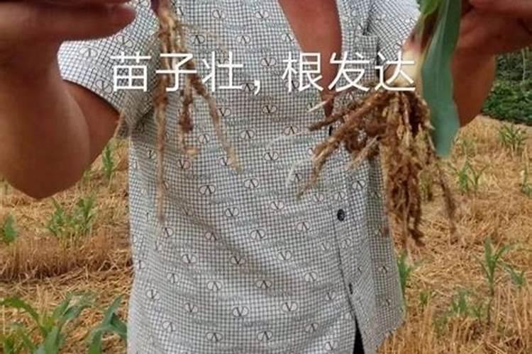 磷肥如何正确施用更高效