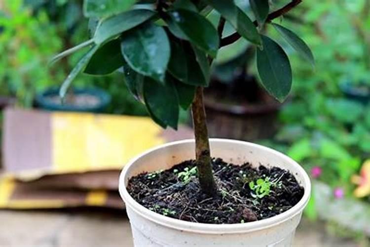 如何给盆栽果树施肥？