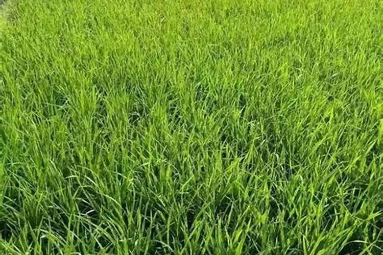 芒果生长期用化肥吗