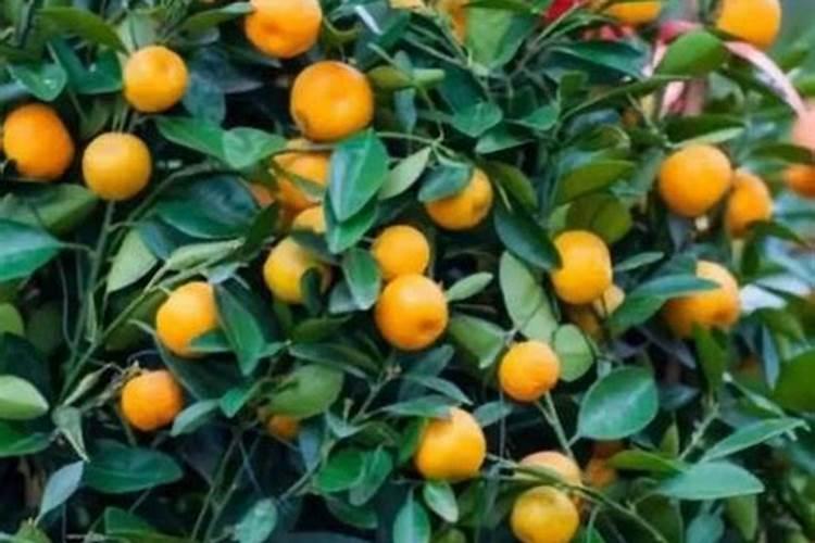 马家柚不甜是什么原因？