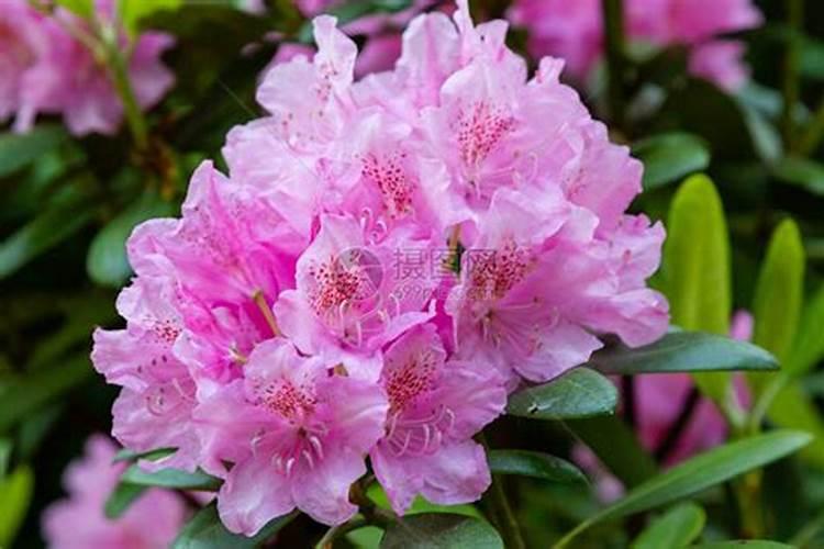 杜鹃花带芽怎么施肥？施肥需要水吗？