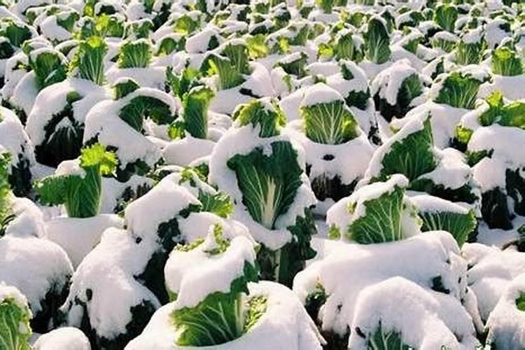 蔬菜霜冻后补救方法