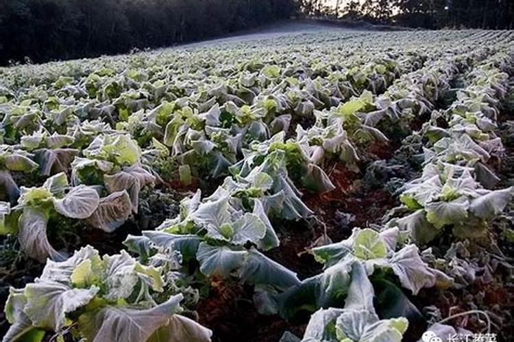 防霜冻的十大绝招