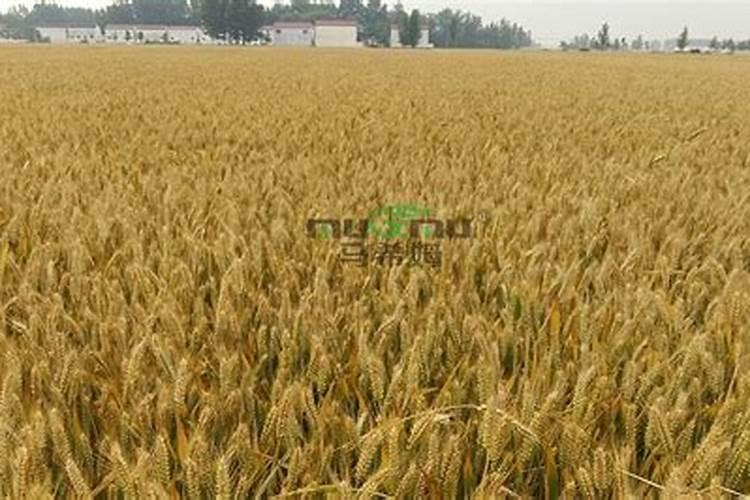 水稻喷施叶面肥要注意什么？ 氰戊菊酯针对鳞翅目幼虫效果特好