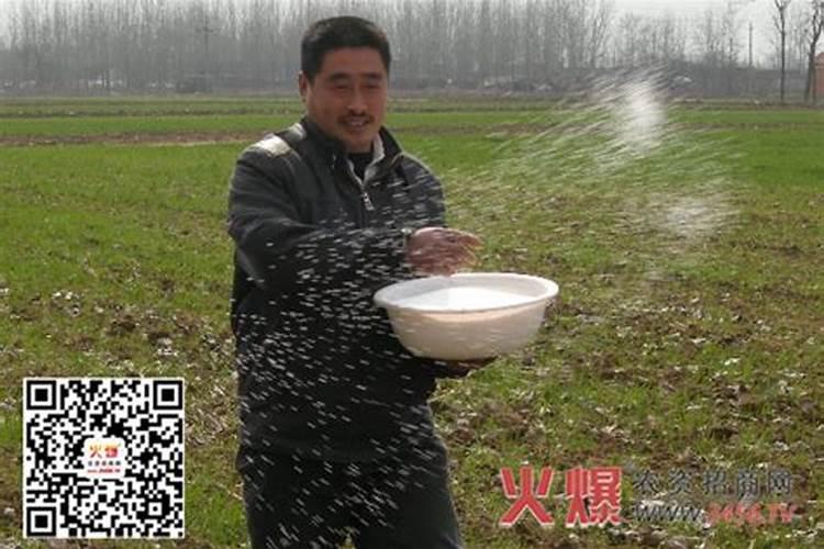 叶面肥料一般在什么时候使用(叶面肥在什么时间喷效果好)