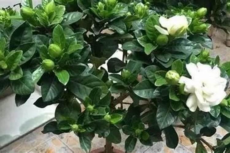 栀子花花肥用什么合适 肥料制作与使用方法