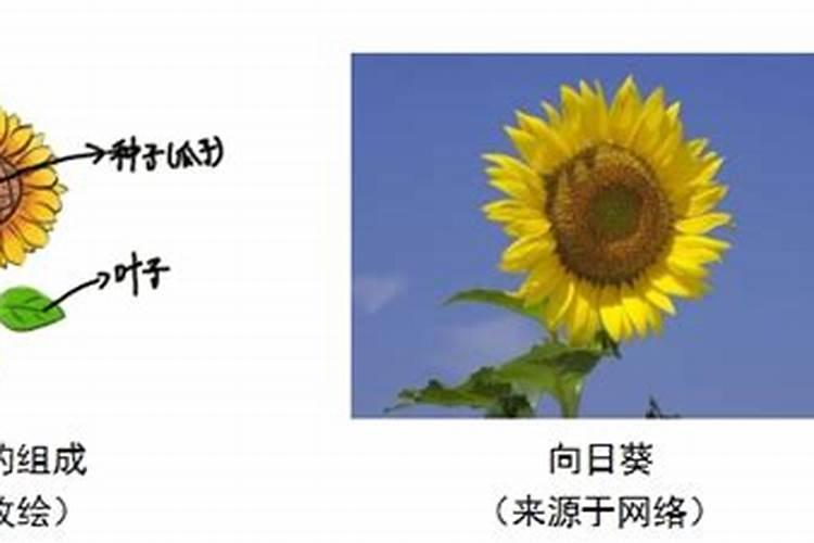 大肥王是什么肥料