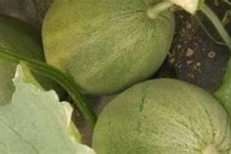 西瓜膨果期如何管理