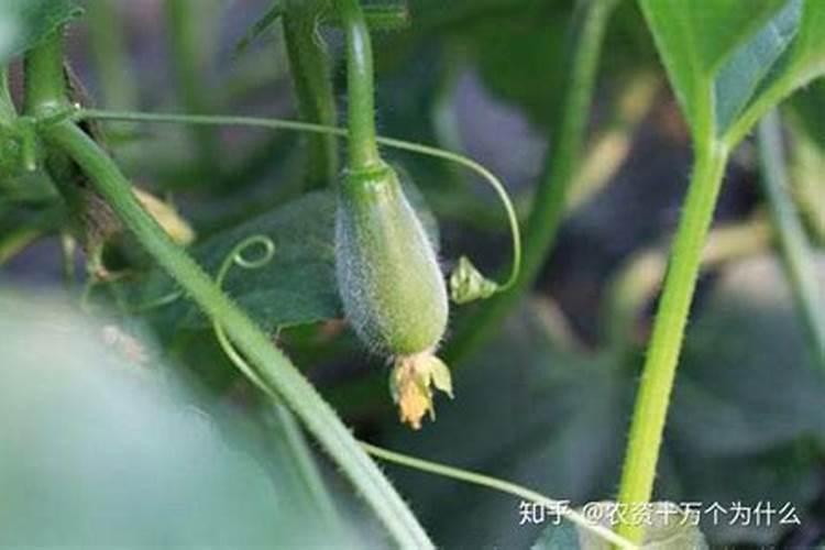 什么冲施肥对果实膨大最快