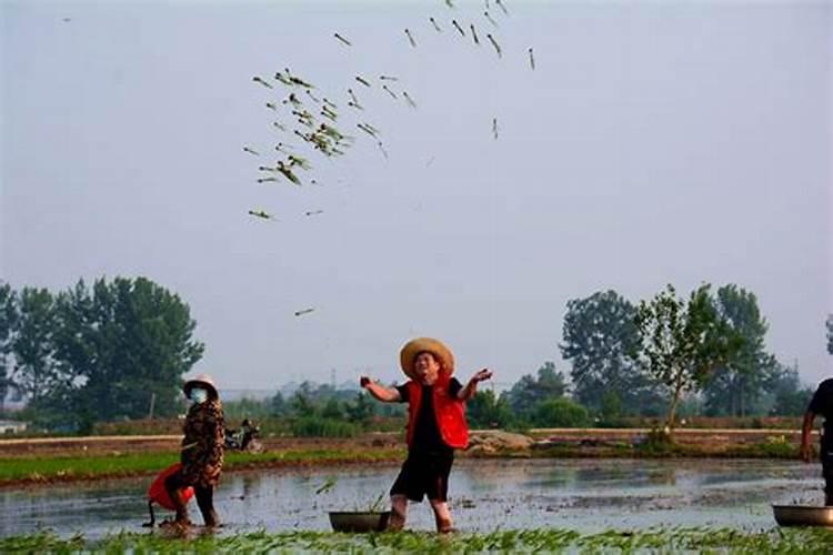 水稻秧苗什么时候施首次肥比较好？