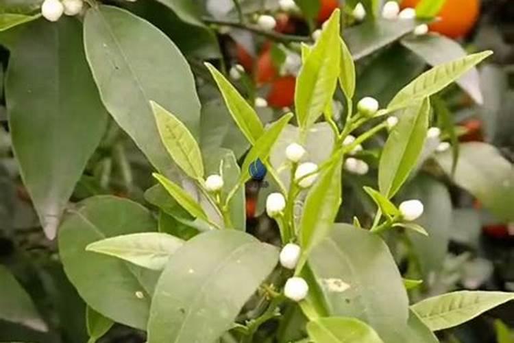 柑橘保花保果上什么肥料？柑橘保花保果喷什么叶面肥结果多？