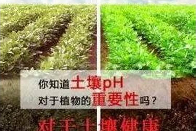 适合盐碱地改良的磷肥