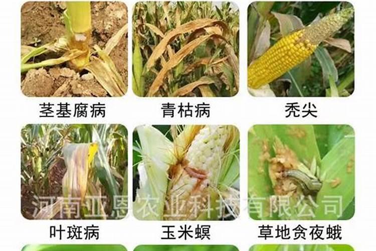 芸苔素内酯玉米可喷几次