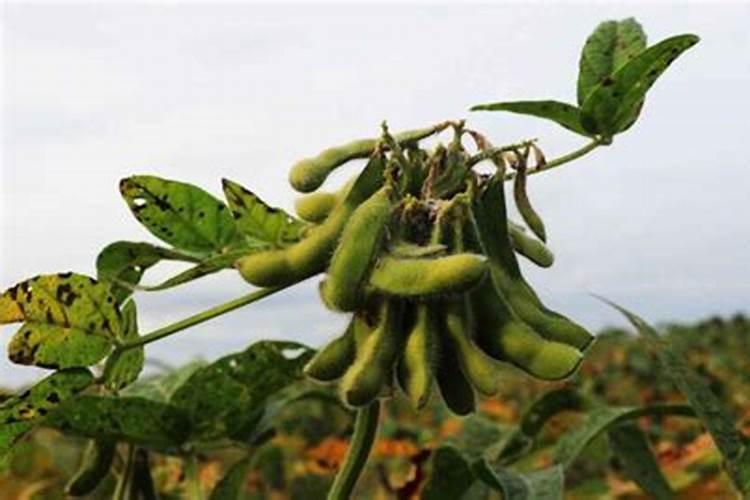 硼肥在大豆的用量是多少