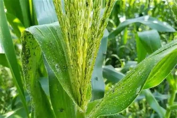 玉米什么时候喷磷酸二茎钾和尿素好？