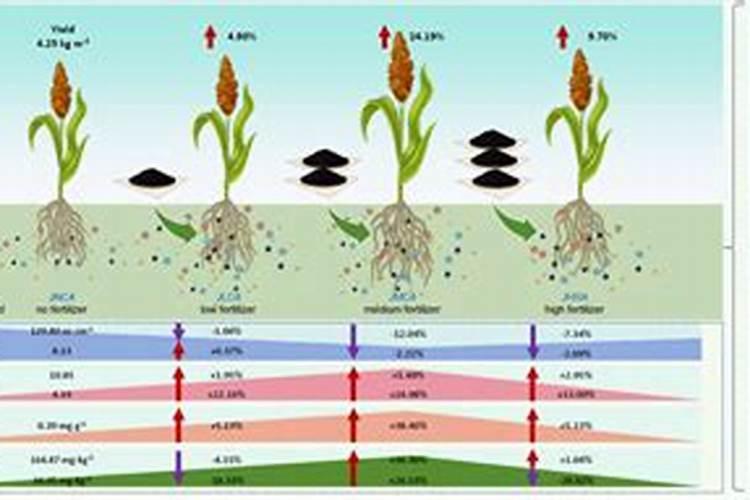 盐碱地一般缺什么肥料