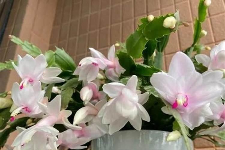 蟹爪兰底肥放什么肥好(底肥施用方法)