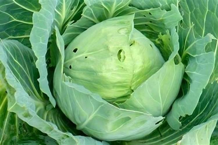 芸豆什么时候施肥