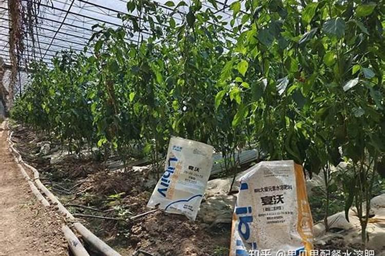 栀子花上什么肥料可以促开花