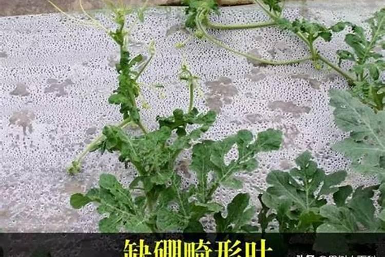 西瓜什么时候施硼肥