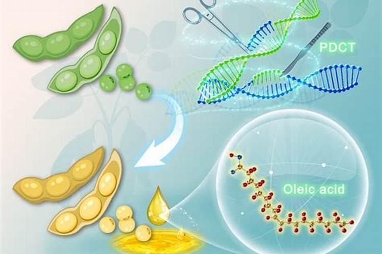 大豆需肥规律 如何追肥 怎么施肥