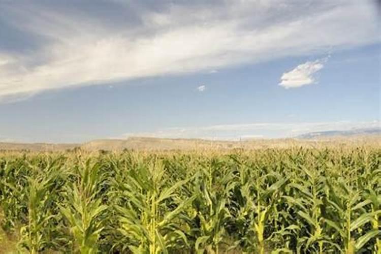 怎样提高玉米出苗率？有什么好的办法呢？