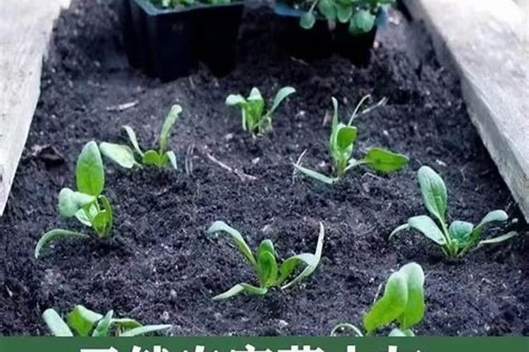 一斤草木灰顶多少钾肥