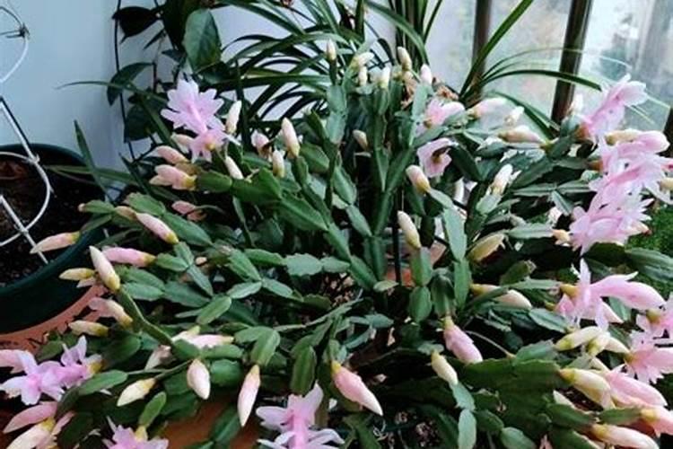 蟹爪兰施什么肥可以开花