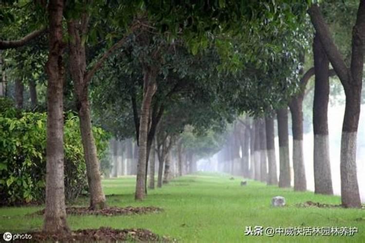 单片心叶球兰怎样出茎？心叶球兰叶插方法介绍!