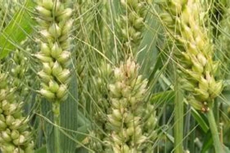 一亩小麦用多少亚磷酸钾肥？