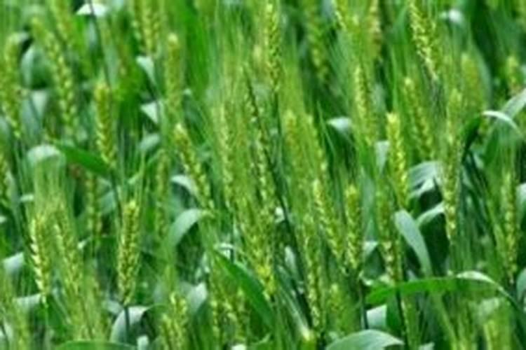 小麦冬季管理安全越冬的注意事项