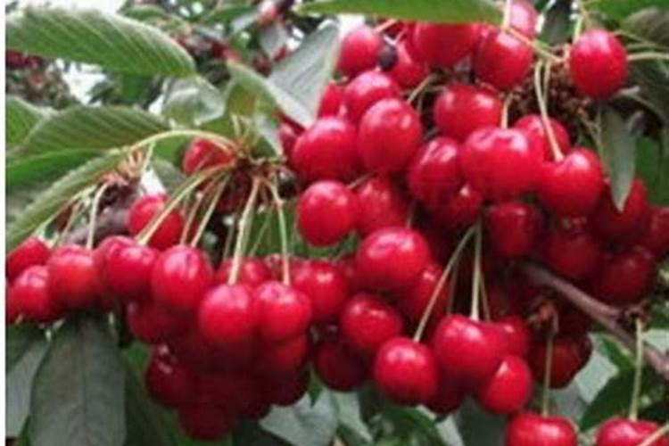 车厘子需要用哪种肥料增甜？什么时间段施肥？