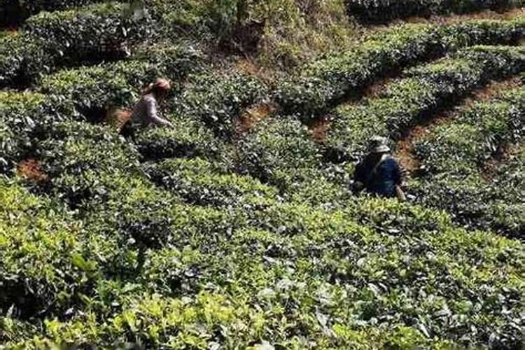 西瓜施肥时间和方法