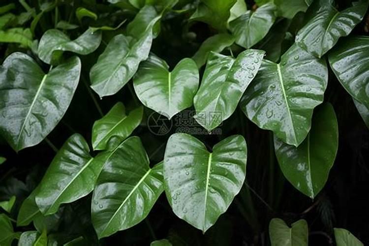 绿叶丰叶面肥效果怎么样？