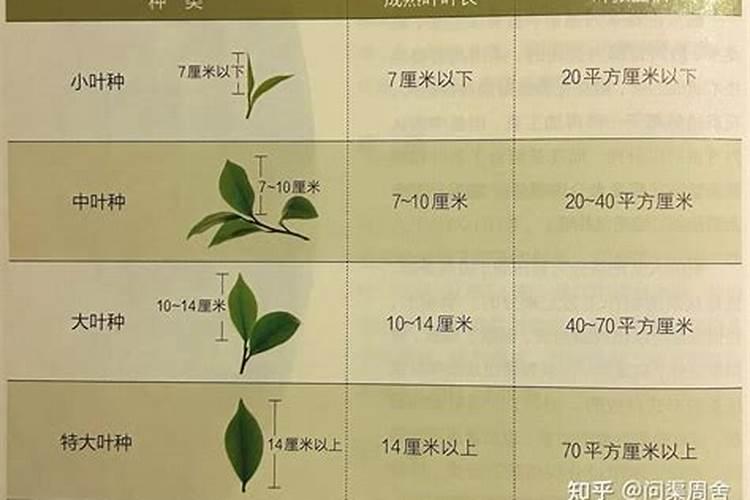 哪个牌子的叶面肥效果最好。