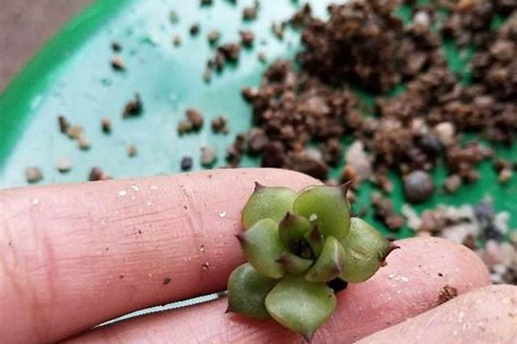 多肉十二卷怎么养才长得好 多肉十二卷如何养护