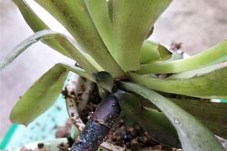 多肉十二卷怎么养才长得好 多肉十二卷如何养护