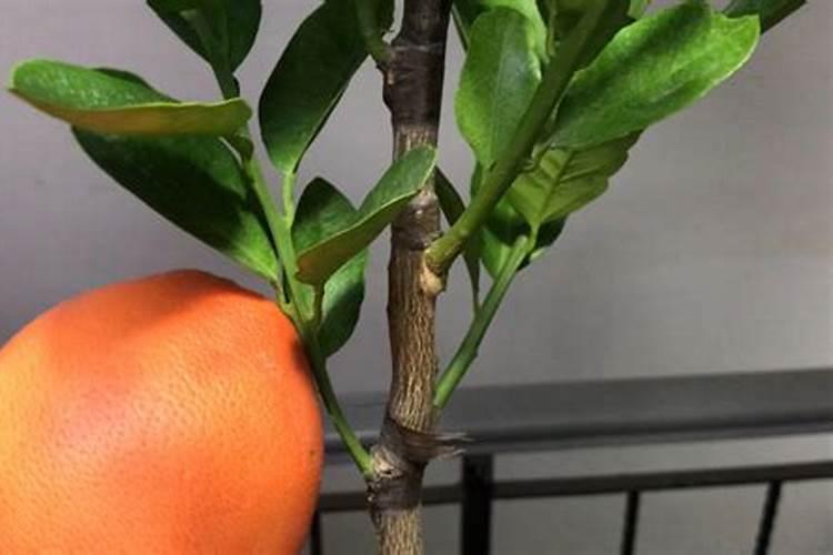 橘子树盆栽的养殖方法和注意事项？橘子树怎么养长得好