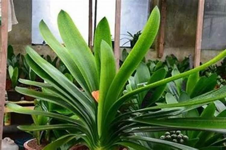 给花卉喷施叶面肥应该注意些什么