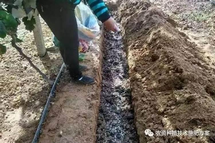 氮肥在春季施还是秋季施？听说秋施更好？