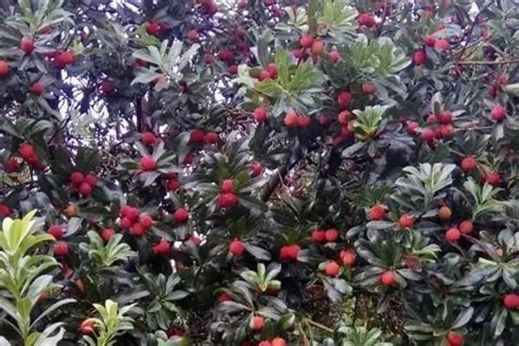 杨梅施什么肥料好