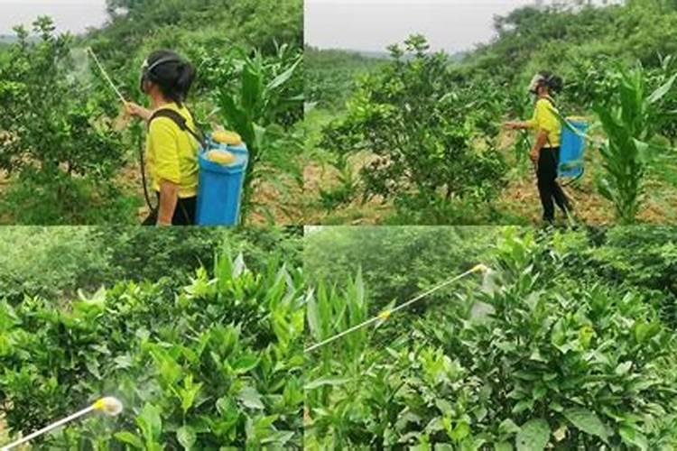 豆角开花期打什么叶面肥