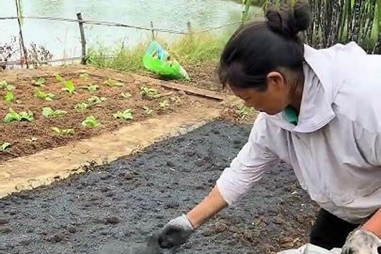 阳台种菜施什么肥好