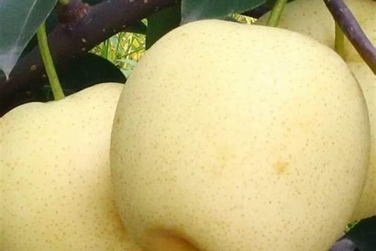 我家的黄冠梨树上了两次高钾肥到了六月底这次上什么肥料好？